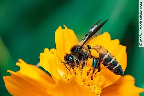 Eine große Honigbiene sitzt auf einer gelben Blume. Der Hintergrund erscheint in grünen Farben. Die Biene ist mit ihrem Rüssel in der Blume.