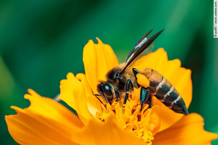 Eine große Honigbiene sitzt auf einer gelben Blume. Der Hintergrund erscheint in grünen Farben. Die Biene ist mit ihrem Rüssel in der Blume.