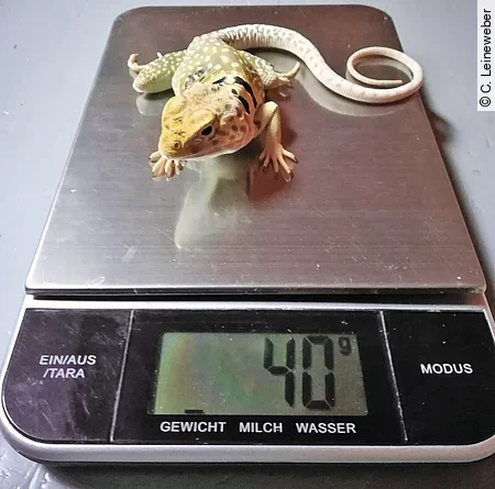 Auf einer silbernen Küchenwaage sitzt ein kleiner, 40 g schwerer Halsbandleguan.