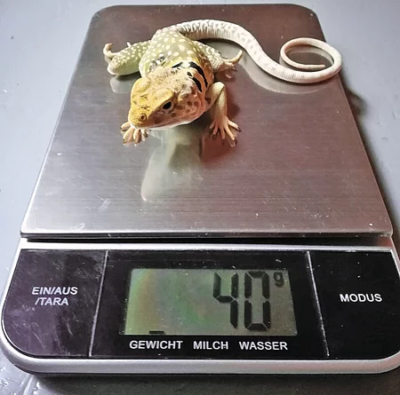 Auf einer silbernen Küchenwaage sitzt ein kleiner, 40 g schwerer Halsbandleguan.