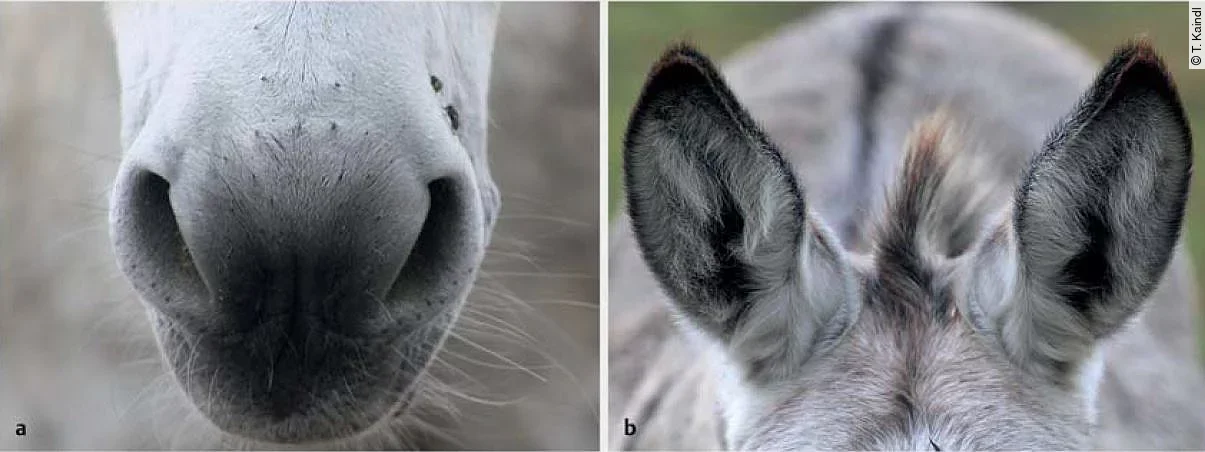 Die Nase und die Ohren des Esels sind wichtige Körperteile beim täglichen Gesundheitscheck.
