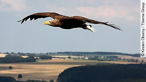 Ein Adler fliegt über eine Landschaft mit Feldern.