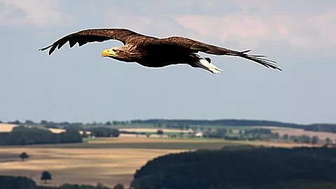 Ein Adler fliegt über eine Landschaft mit Feldern.