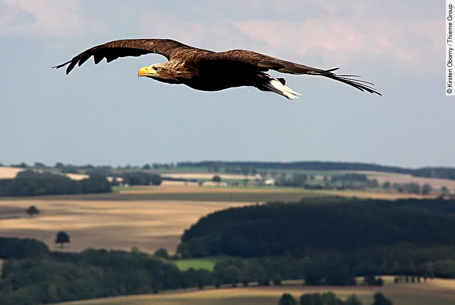 Ein Adler fliegt über eine Landschaft mit Feldern.