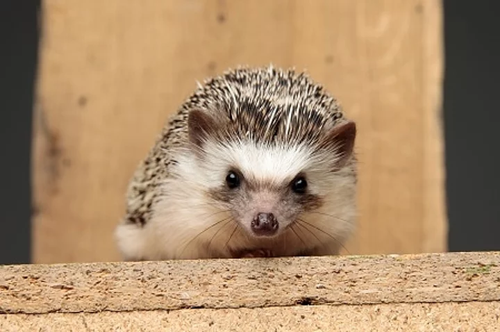 african hedgehog lying down on a wooden board 