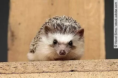 african hedgehog lying down on a wooden board 