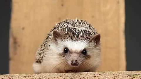 african hedgehog lying down on a wooden board