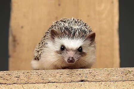 african hedgehog lying down on a wooden board 