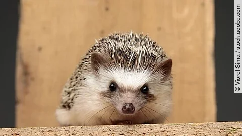african hedgehog lying down on a wooden board 