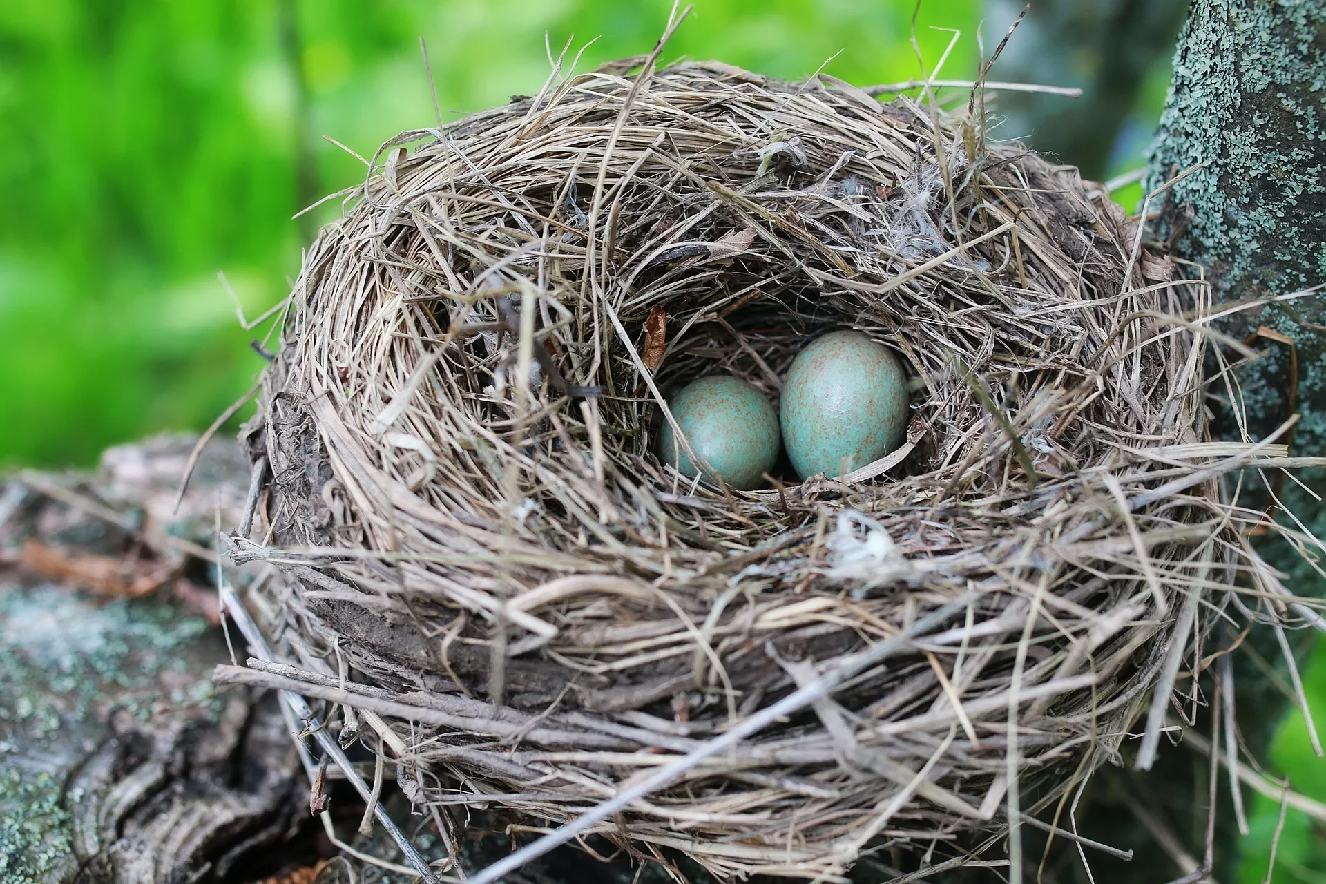 In einem Vogelnest hoch oben in einem Baum liegen 2 Eier.