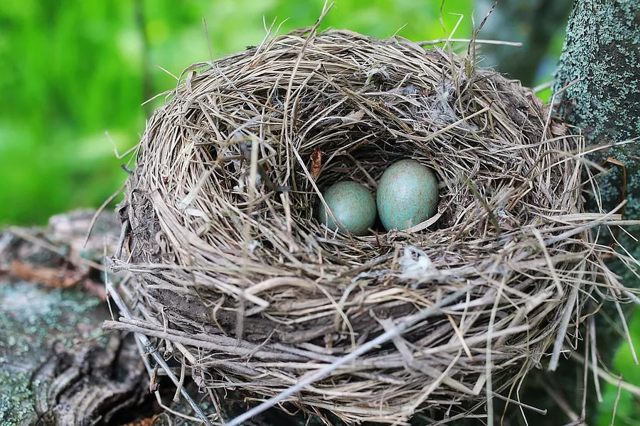 In einem Vogelnest hoch oben in einem Baum liegen 2 Eier.