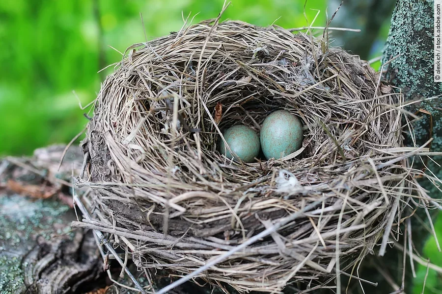 In einem Vogelnest hoch oben in einem Baum liegen 2 Eier.