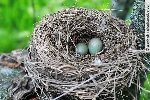 In einem Vogelnest hoch oben in einem Baum liegen 2 Eier.