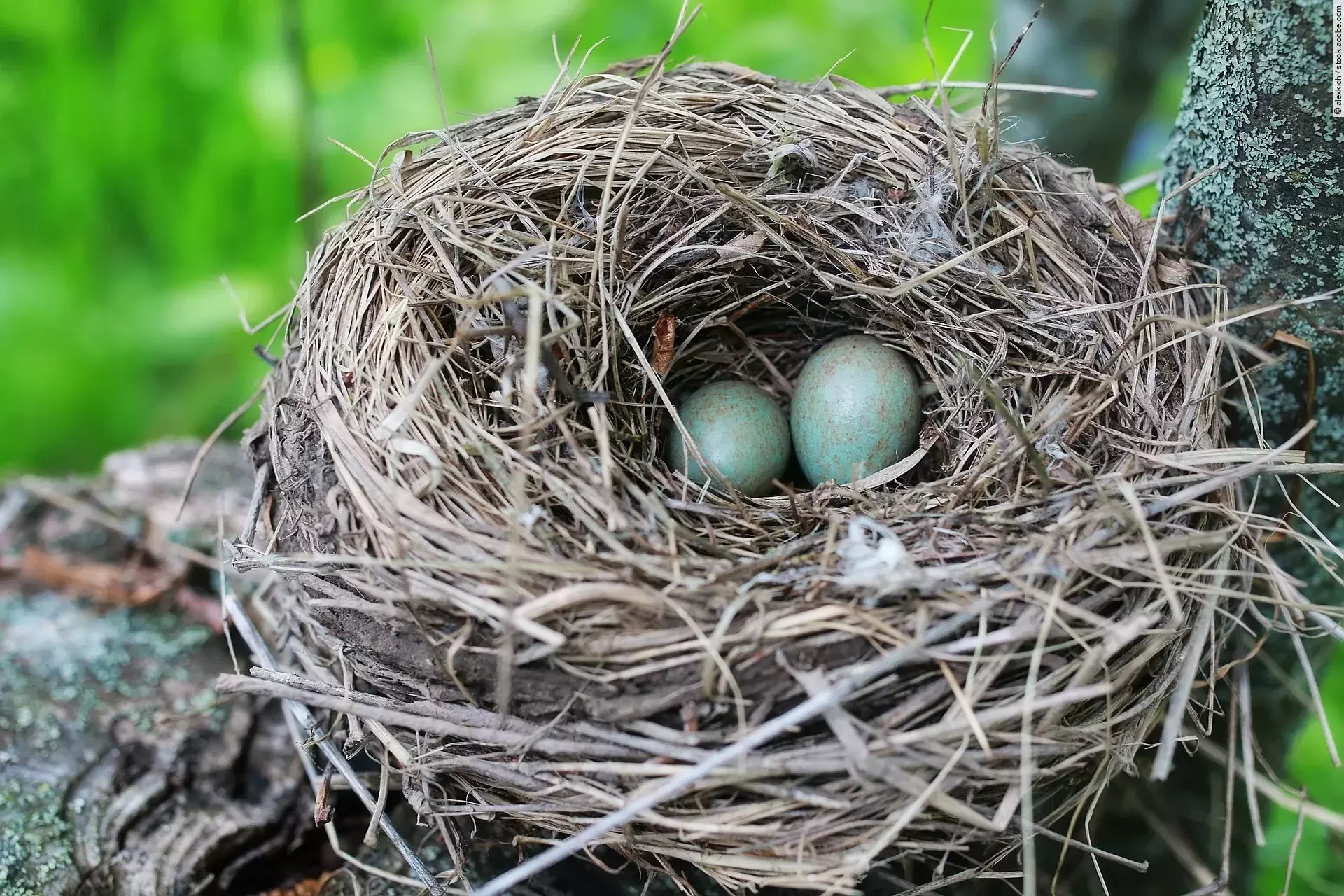 In einem Vogelnest hoch oben in einem Baum liegen 2 Eier.