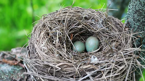 In einem Vogelnest hoch oben in einem Baum liegen 2 Eier.