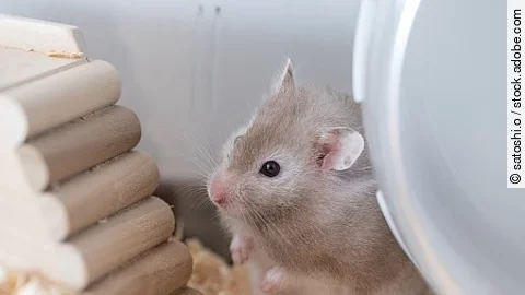 【ペット】グレーのゴールデンハムスター【小