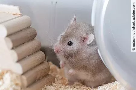 【ペット】グレーのゴールデンハムスター【小