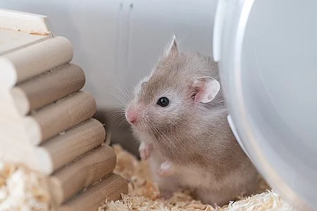 【ペット】グレーのゴールデンハムスター【小