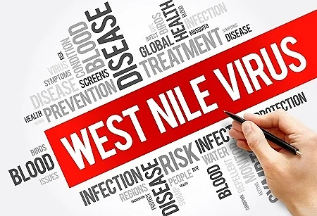 West Nile Virus word cloud collage