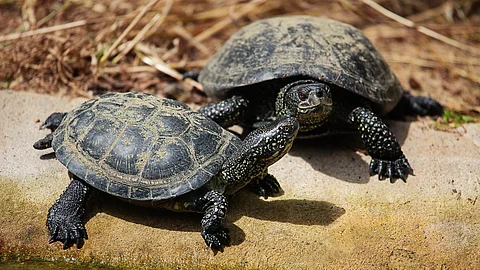 Ein paar Wasserschildkröten an Wasserquelle