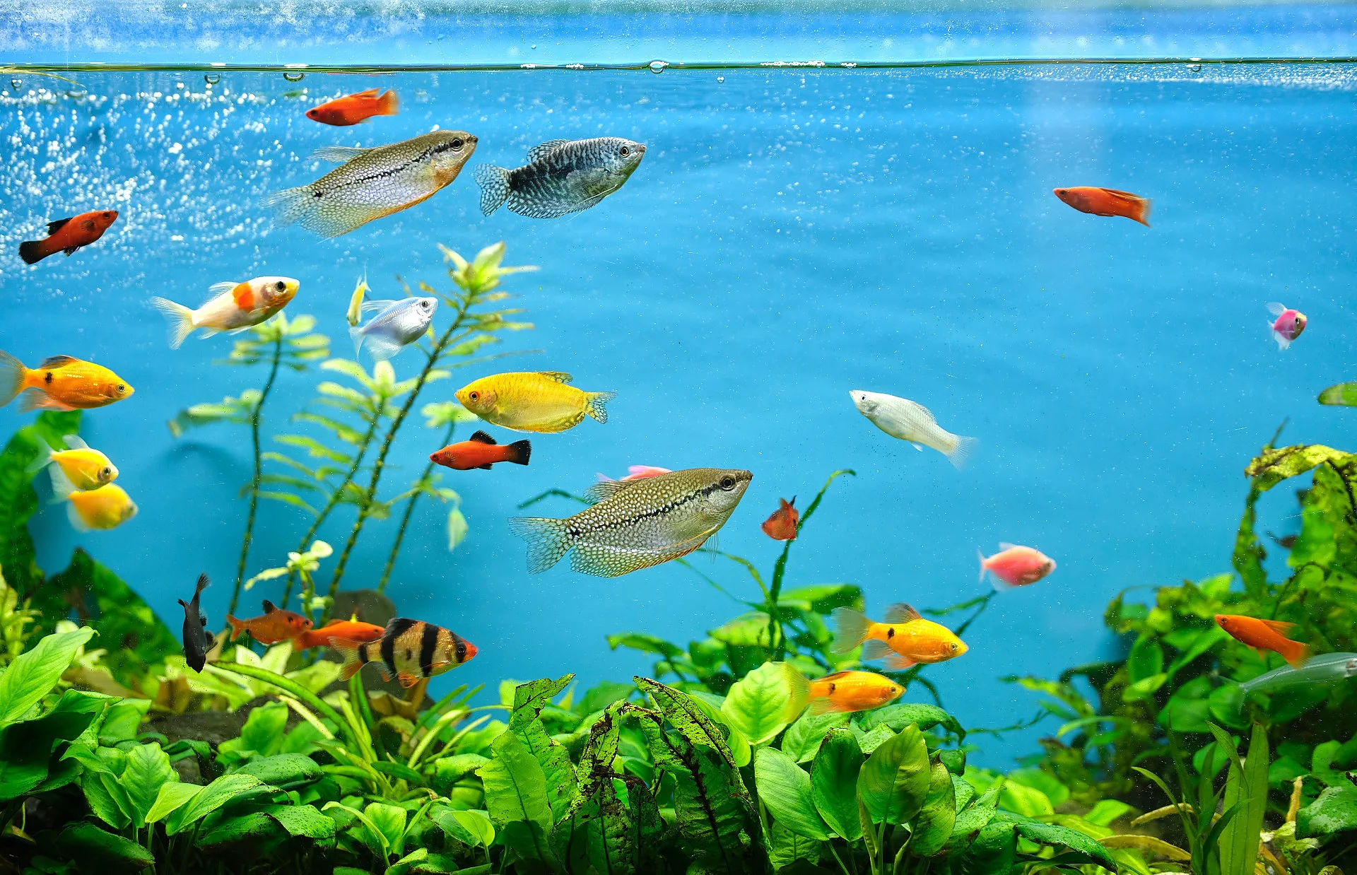 Aquarium