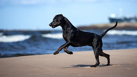 Ein Catahoula-Hund mit schwarzem Felln rennt am Strand entlang. Seine Vorderbeine sind in der Luft und er schaut aufmerksam nach vorne. Das Meer schlägt in leichten Wellen und ist tiefblau. 