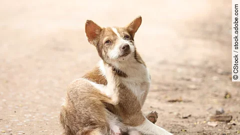 Juckreiz beim Hund