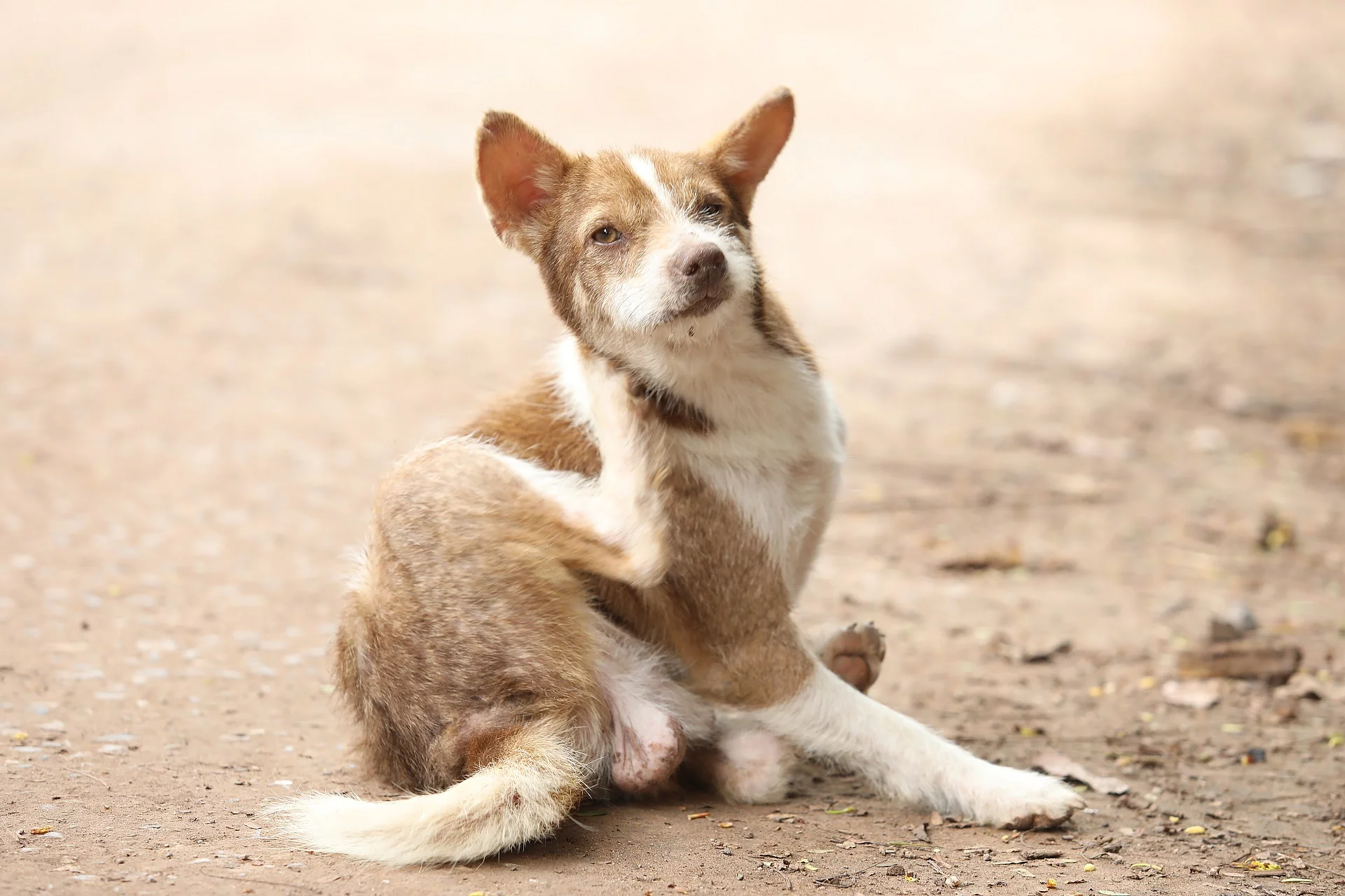 Juckreiz beim Hund