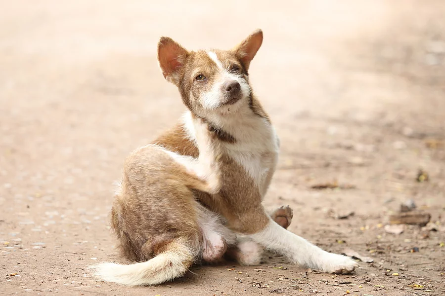 Juckreiz beim Hund