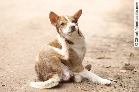 Juckreiz beim Hund
