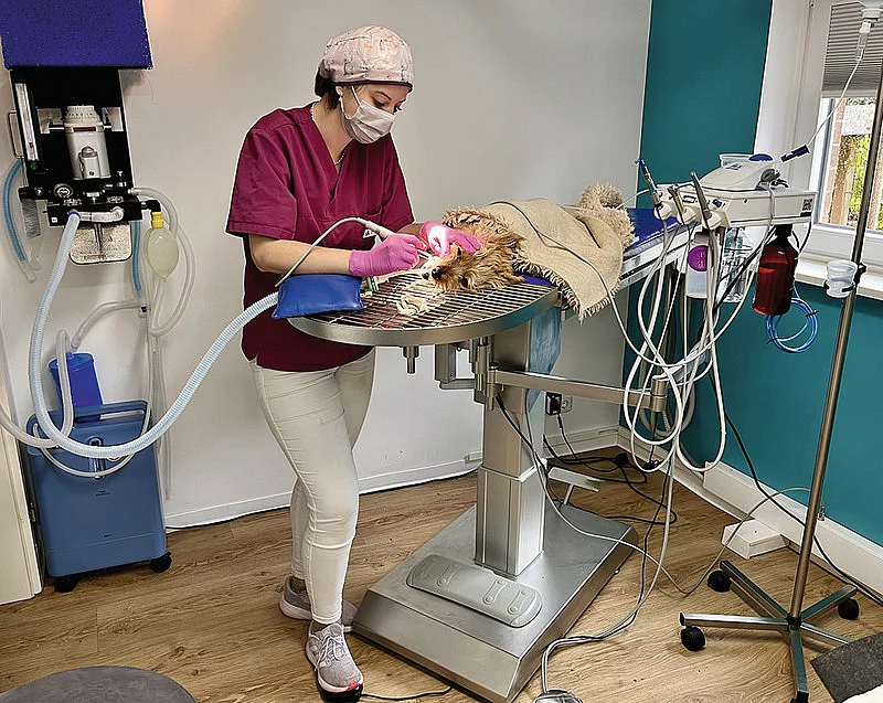 Eine junge Frau mit Mundschutz an der Zahnstation bei der professionellen Zahnreinigung eines anästhesierten und intubierten Patienten. Eine junge Frau mit Mundschutz an der Zahnstation bei der professionellen Zahnreinigung eines anästhesierten und intubierten Patienten.