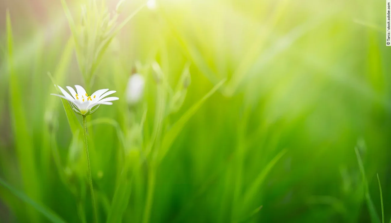 Aufnahme von einer Sternmiere im Gras.