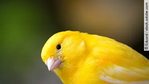 Kanarienvogel