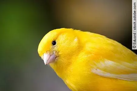 Kanarienvogel