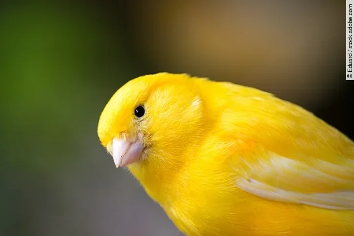 Kanarienvogel