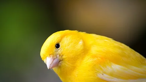 Kanarienvogel
