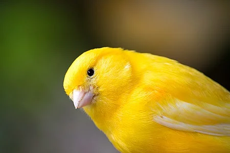 Kanarienvogel