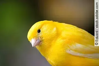 Kanarienvogel