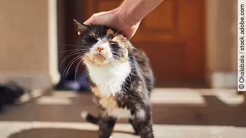Eine dreifarbige Katze wird von einem Mann über den Kopf gestreichelt. Die Katze genießt die Streicheleinheit sichtlich.