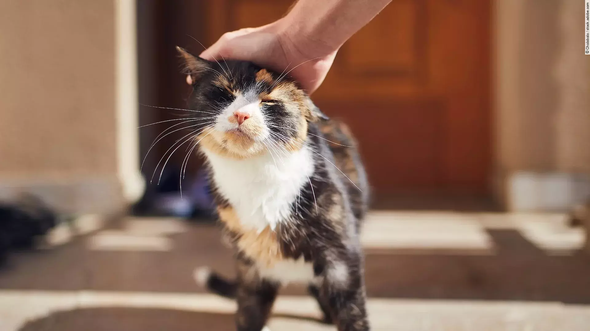 Eine dreifarbige Katze wird von einem Mann über den Kopf gestreichelt. Die Katze genießt die Streicheleinheit sichtlich.