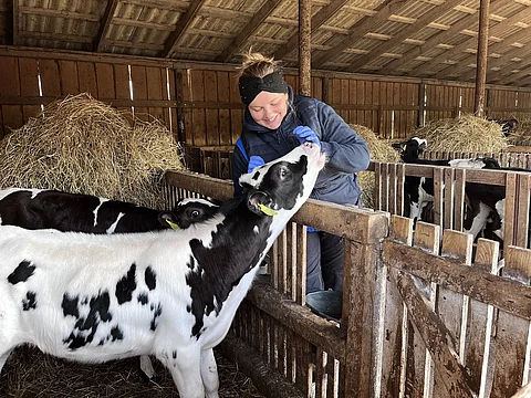 Merle mit einem Kalb Merle mit einem Kalb.