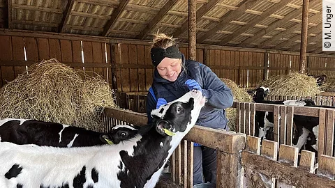 Merle mit einem Kalb.