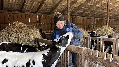 Merle mit einem Kalb.