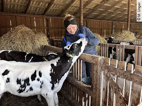 Merle mit einem Kalb.