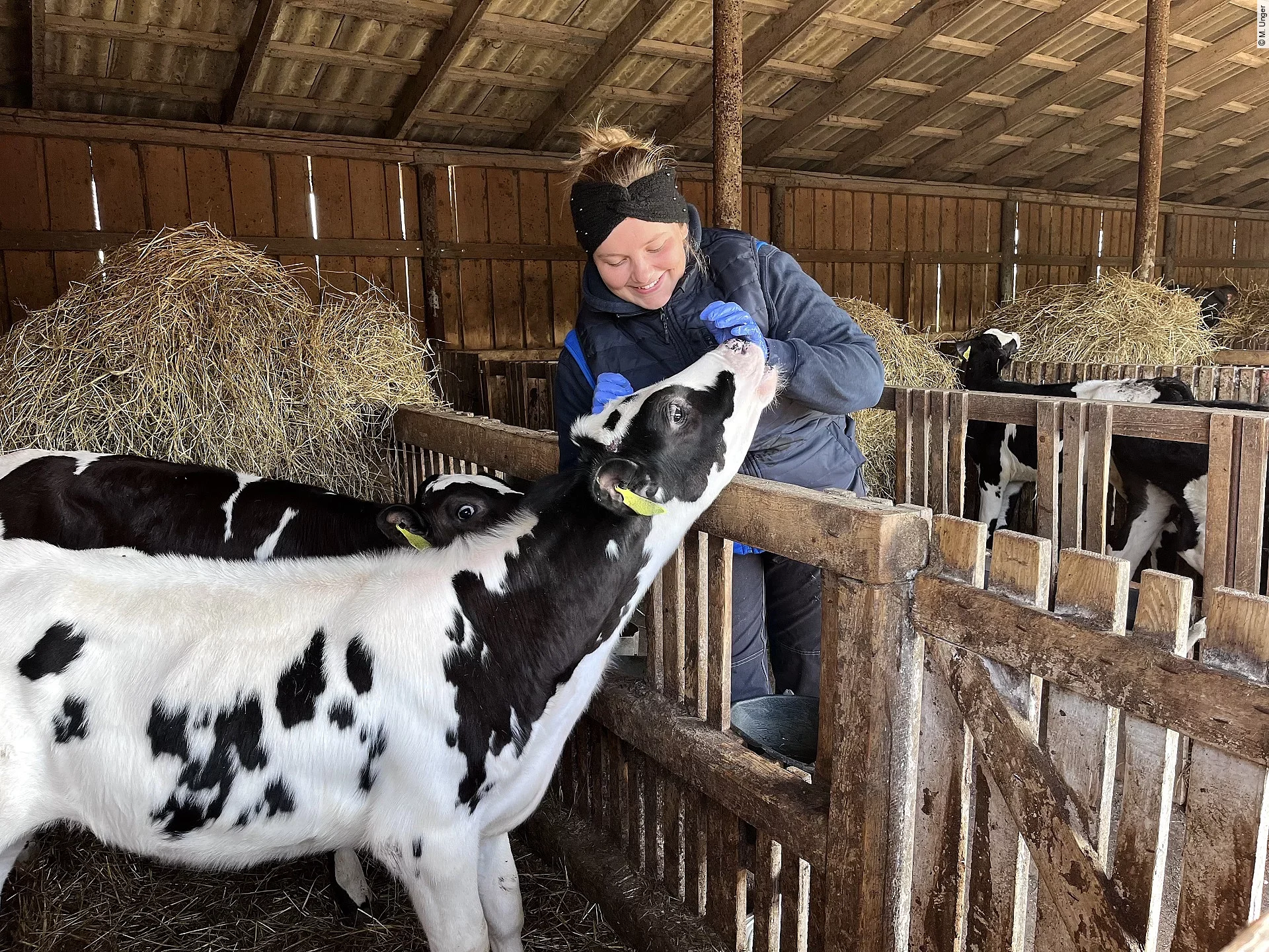 Merle mit einem Kalb Merle mit einem Kalb.