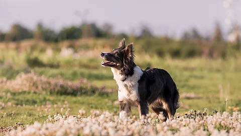 Hund
