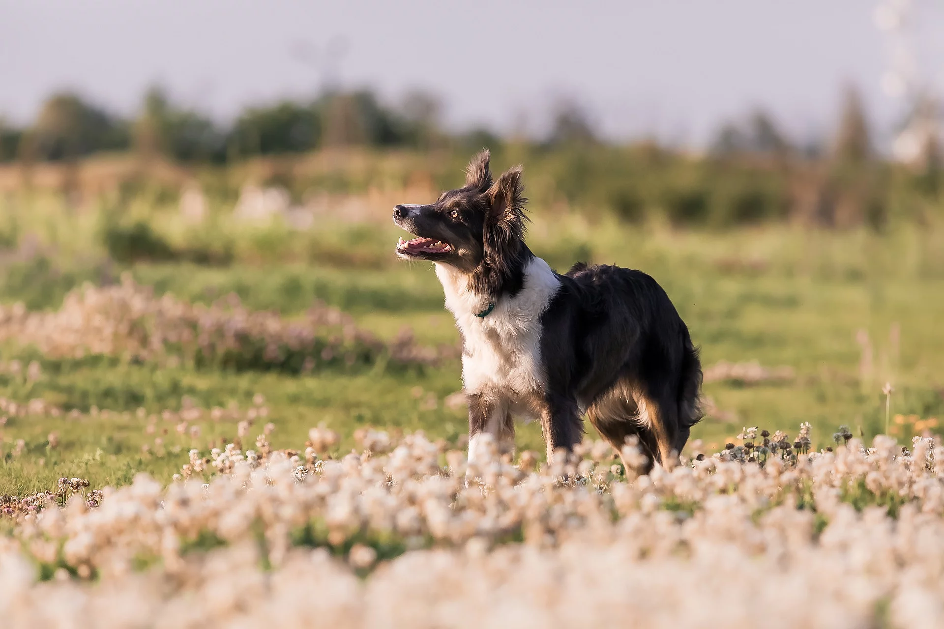 Hund