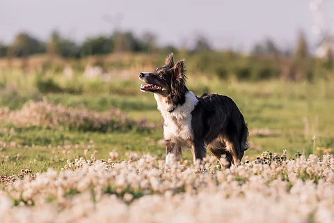 Hund
