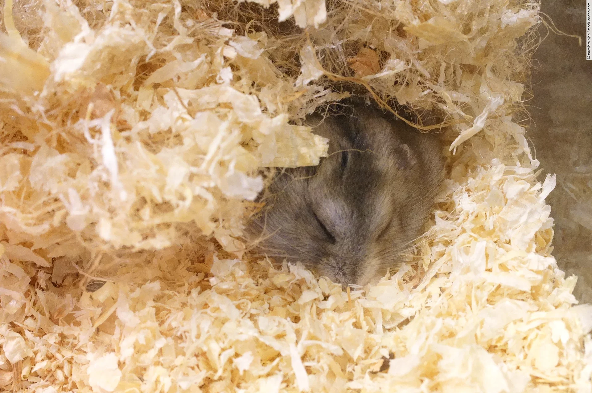 Ein kleiner grauer Hamster schläft gemütlich im Einstreu seines Geheges.