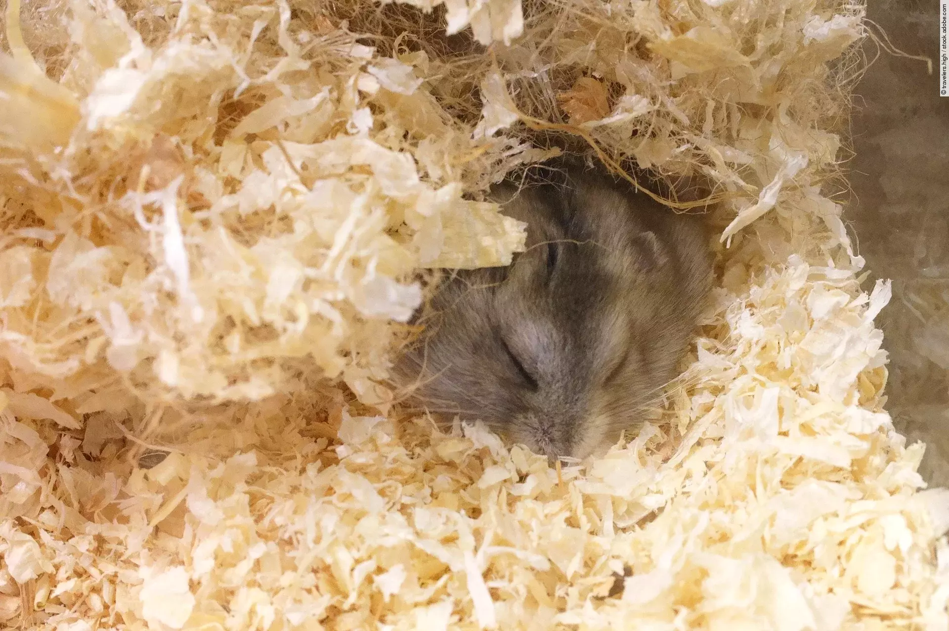 Ein kleiner grauer Hamster schläft gemütlich im Einstreu seines Geheges.